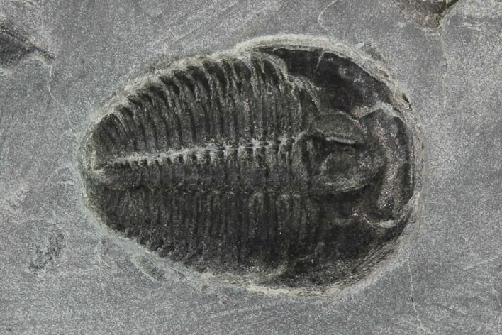 Elrathia Trilobite Fossil - Utah #97185